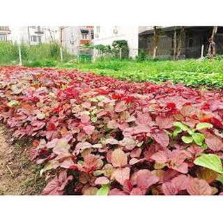 Hạt giống rau Dền Đỏ 5gram