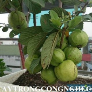 Cây 🌲 Ổi Nữ Hoàng .... đang hoa