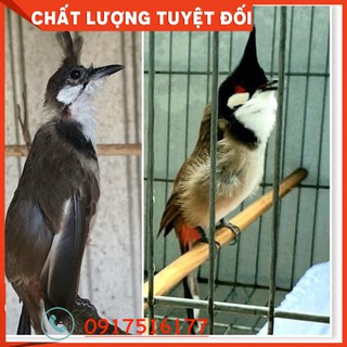 Vitamin Căng Lửa  nguyên liệu từ Châu âu ( Đức ) - Uy Tín Chất Lượng