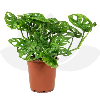 Trầu bà lá lỗ với khả năng loại bỏ độc tố trong không khí-cây để bàn-cây vào chậu (ảnh thật)