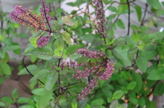 Hương nhu khô