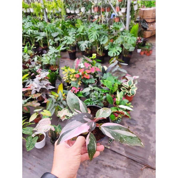 Chậu cứng 3 loại: rồng đỏ, fatsia, công chúa hồng