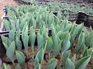 Combo 50 củ hoa Tulip đủ các màu