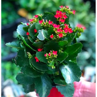 CÂY SỐNG ĐỜI HOA ĐỎ