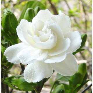 Cây giống Bạch thiên hương kép