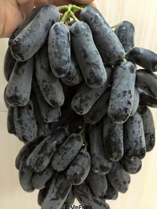 NHO NGÓN TAY KHÔNG HẠT-CÂY GIỐNG