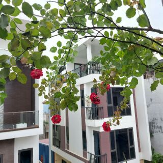 Combo An Nhien