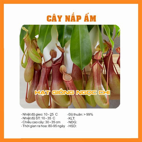 Hạt Giống Cây Nắp Ấm (Hạt Giống Ngọc Chi) - 10 Hạt