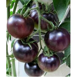 Gói 0.1GR hạt giống Cà Chua Bi Đen F1 SV 122 ( Cà chua Cherry) - Vựa Kiểng Sa Đéc - VuasKiengSaDec