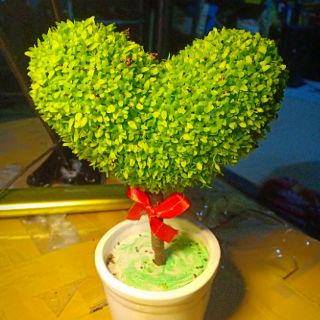 Cây cỏ may mắn