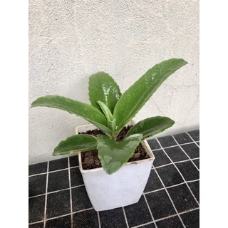Cây giống sống đời lá to khổng lồ