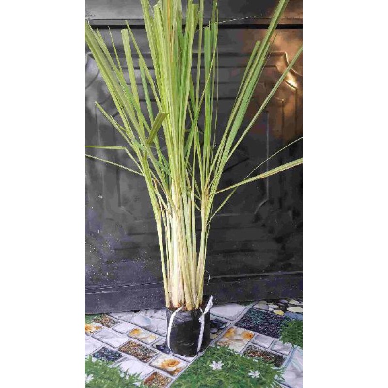 Cây sả giống có rễ- Đuổi côn trùng-Làm Cảnh
