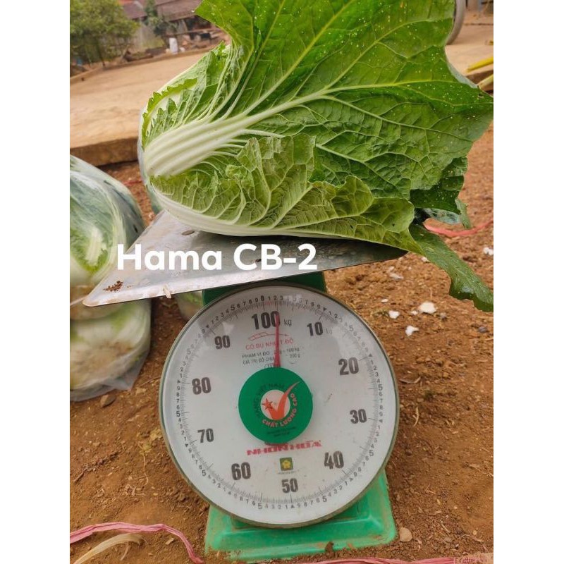 Gói 2gr  Hạt giống bắp cải thảo Nhật Hama giống nhập Đồng Tâm ruột vàng bắp to đẹp ăn mềm ngọt