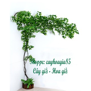 Lá giả - Cành lá xi Xanh