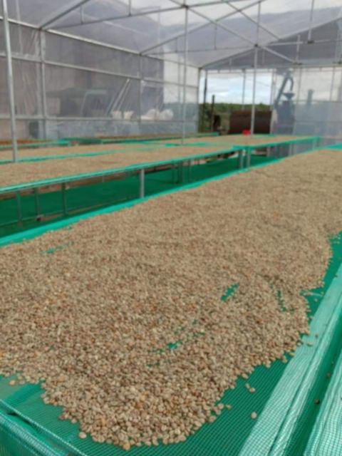 500G CÀ PHÊ SẠCH ĐĂK LĂK RANG MỘC