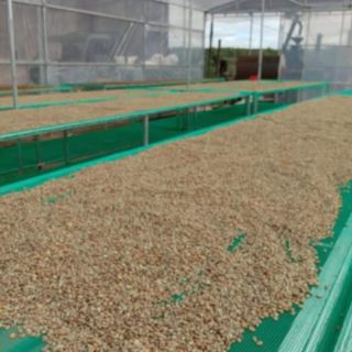 Cà phê sạch nguyên chất Đăk Lăk rang mộc 500g