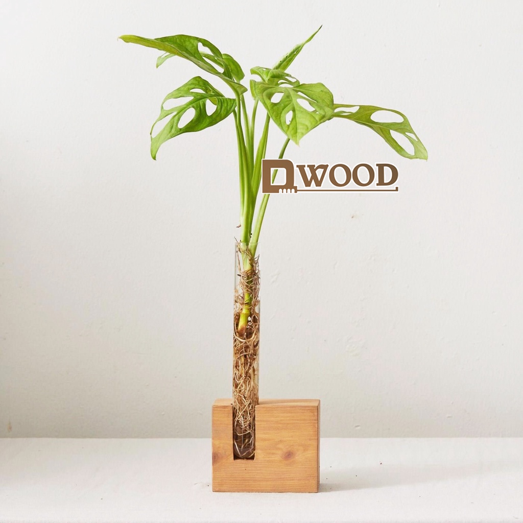 Đế Gỗ Dwood Đựng Ống Nghiệm Trồng Cây Trang Trí M2
