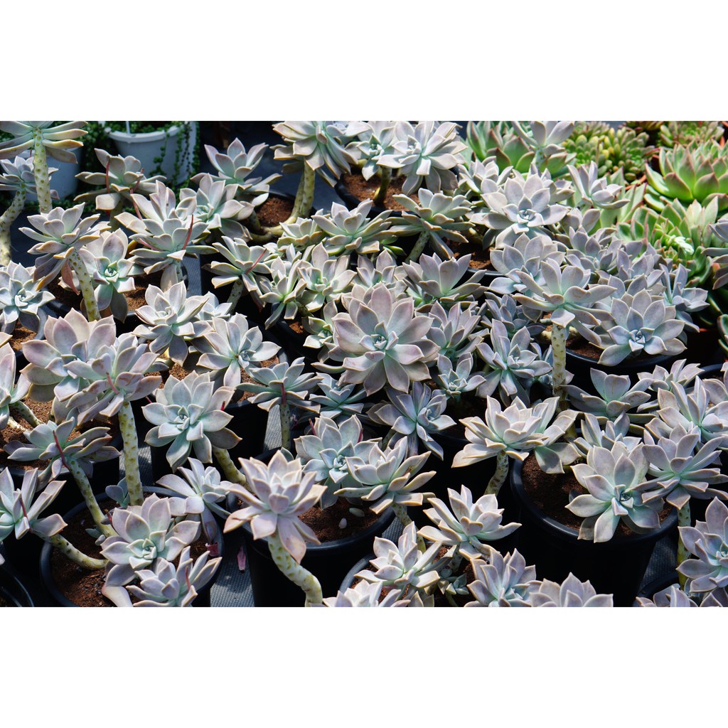 Sen đá bạc gốc thụ nhiều đầu, 2-3 năm tuổi, dễ trồng, khỏe, Cây thuần khí hậu Đà Lạt, Lỗi 1 đổi 1