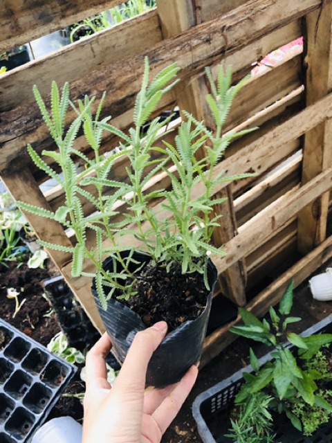 Cây Lavender- cây oải hương
