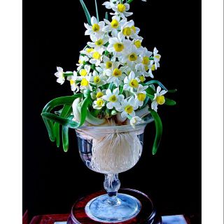 Ly dưỡng trồng Thủy Tiên - Ly nhựa giả thủy tinh