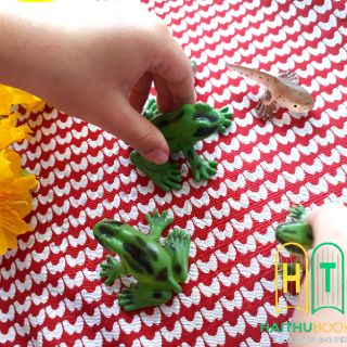 ĐỒ CHƠI MÔ HÌNH VÒNG ĐỜI ẾCH (Kèm hướng dẫn chi tiết)