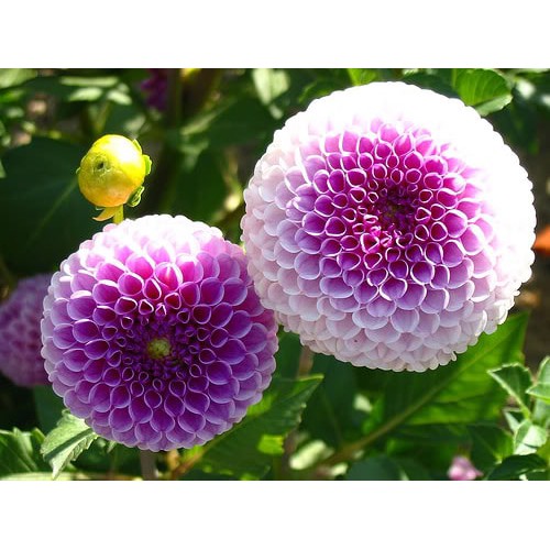 Hạt giống hoa thược dược tổ ong nhiều màu 40 hạt