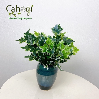 Cây giả - cây phong xanh viền trắng 30cm