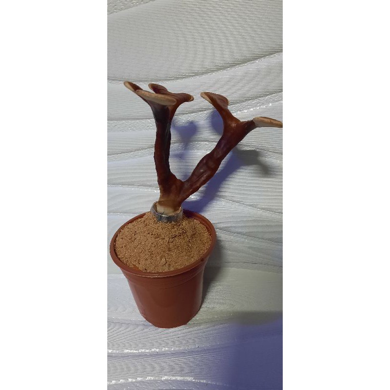cây linh chi sừng hươu (bonsai hút tài lộc)