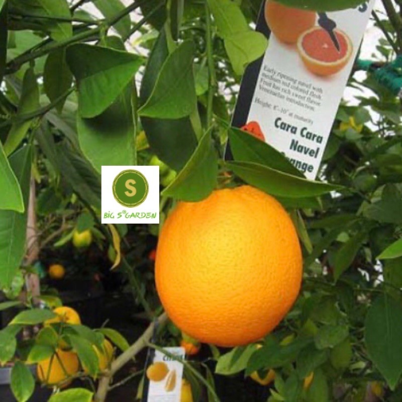 Cây Cam Cara Ruột Đỏ