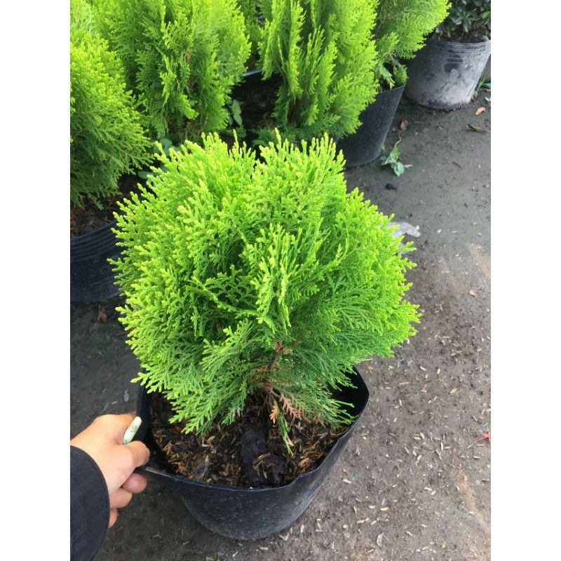 Cây trắc bá diệp (cây thuộc bài)