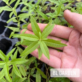 Bạc hà chanh sả Pháp. Bầu cây giống bạc hà Pháp