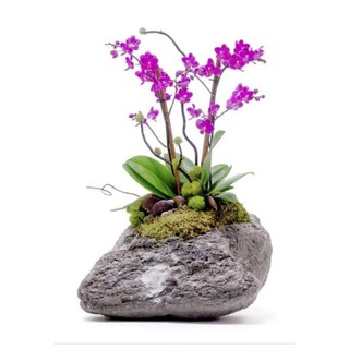 Lan tiểu hồ điệp rất đẹp 1 cây