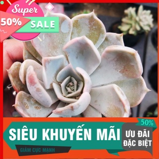 Sen đất trắng mới