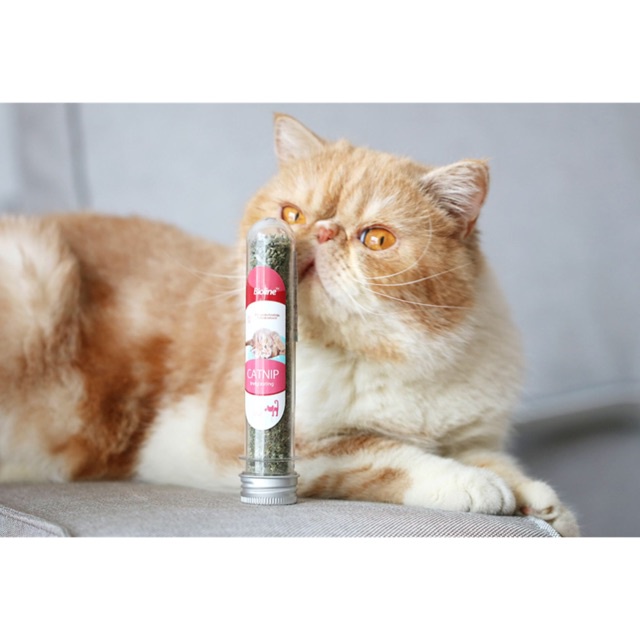 Cỏ catnip Bioline 5g - Ống cỏ bạc hà Catnip dành cho mèo giúp mèo thư giãn và tiêu hóa tốt