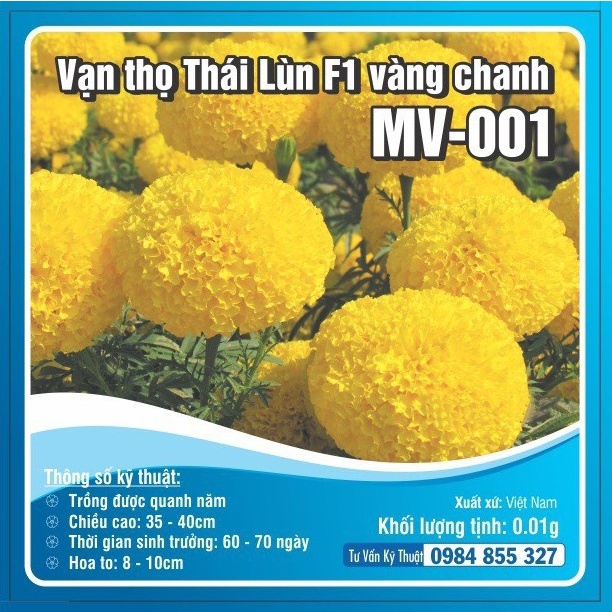 Hạt giống cúc Vạn thọ Thái lùn Vàng chanh - Vàng cam