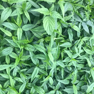 Combo 50 Cây Xương Khỉ -Mảnh Cộng- Bìm Bịp