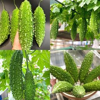 Hạt giống Mướp đắng rừng - Gói 15 hạt