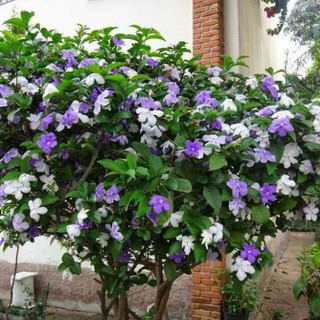 Com bo 3 hoa nhài nhật tím đổi màu, cây giống gửi đi nguyên bầu