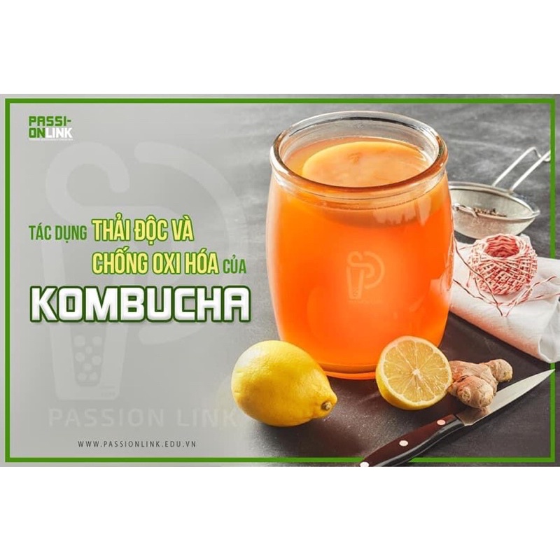 Scoby, , con nấm làm kombucha, kefir. Hướng dẫn nuôi tỉ mỉ đến khi thành công