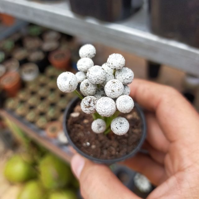 Cỏ Nút ( Button Grass)