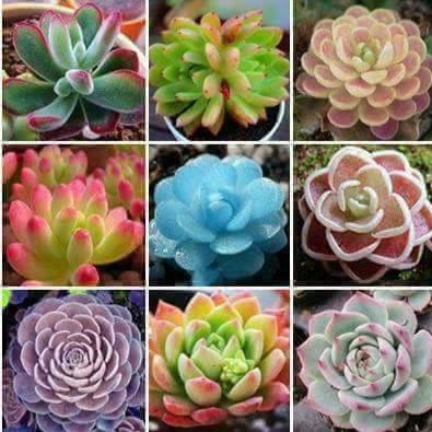 Hạt Giống Sen Đá Nhiều Loại (20 hạt) - Đức