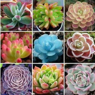 Hạt Giống Sen Đá Nhiều Loại (20 hạt) - Đức