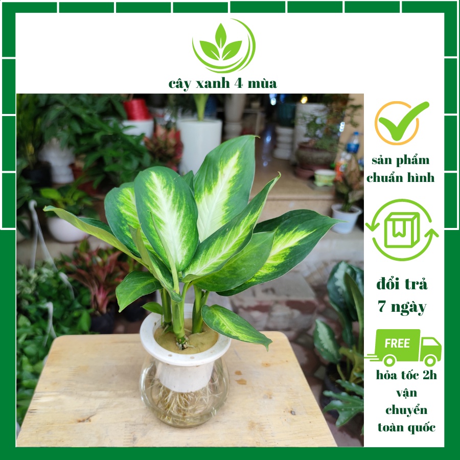 Cây sao sáng thủy sinh ,giúp lọc không khí phong thủy để bàn nội thất cao 25-30cm