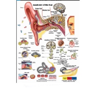 Tranh giải phẫu  3D Tai mũi họng