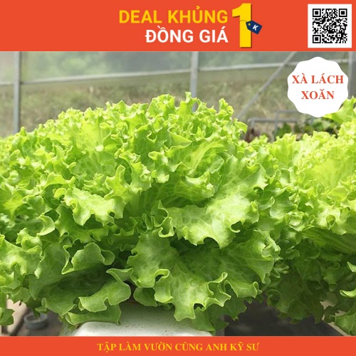 - Gói 2500 Hạt giống xà lách xoăn xanh, trồng thả ga