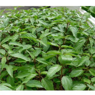 Hạt giống rau Đay Đỏ 20gram