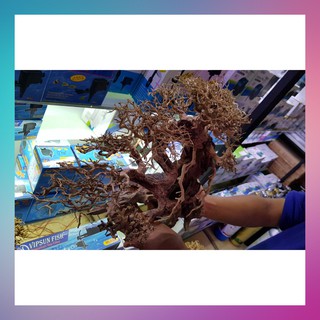 Cây Bonsai cho hồ cá size lớn bể 60-80cm - [ Xưởng Thủy Sinh TS Online37 ]