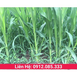 Giống cỏ chăn nuôi Sudan Super Bmr hàm lượng dinh dưỡng cao vị ngọt, thân mềm lá rộng, không lông gói 500g