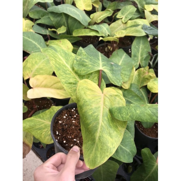 Chậu cứng Philodendron painted lady