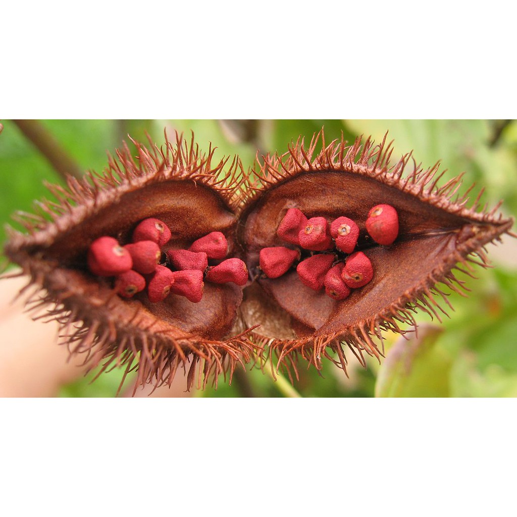 Hạt Điều Màu Ông Chà Và 220g (Annatto Seed) | BigBuy360 - bigbuy360.vn